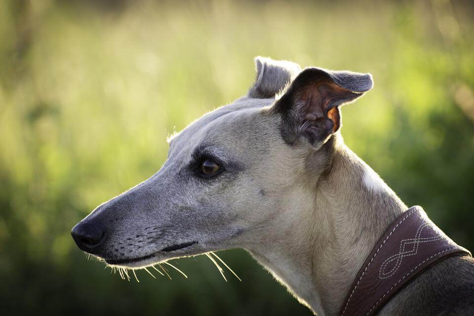 Cancer in Greyhounds