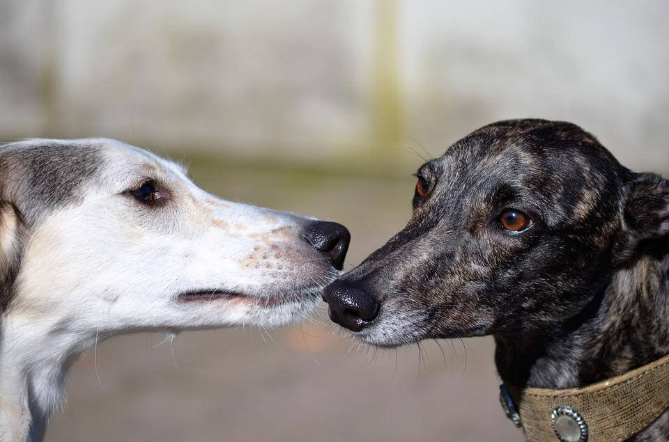 Socialising Greyhounds
