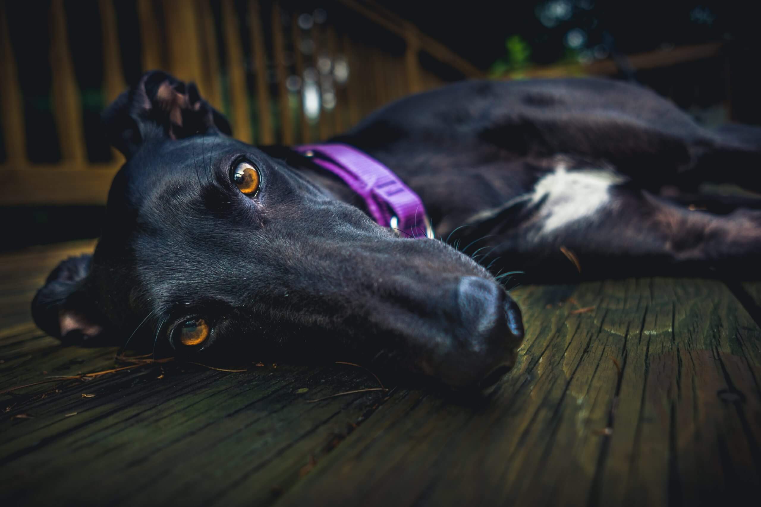 How Fast Can A Greyhound Run And Why Do Greyhounds Run So Fast My How fast can a greyhound run and why do greyhounds run so fast my