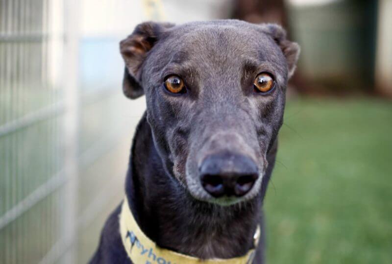 Health Issues in Greyhounds Stomach Issues My Pet Greyhound