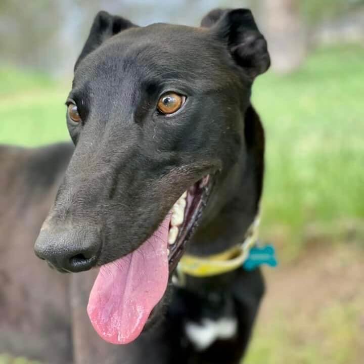 Health Issues in Greyhounds Heart Disease My Pet Greyhound