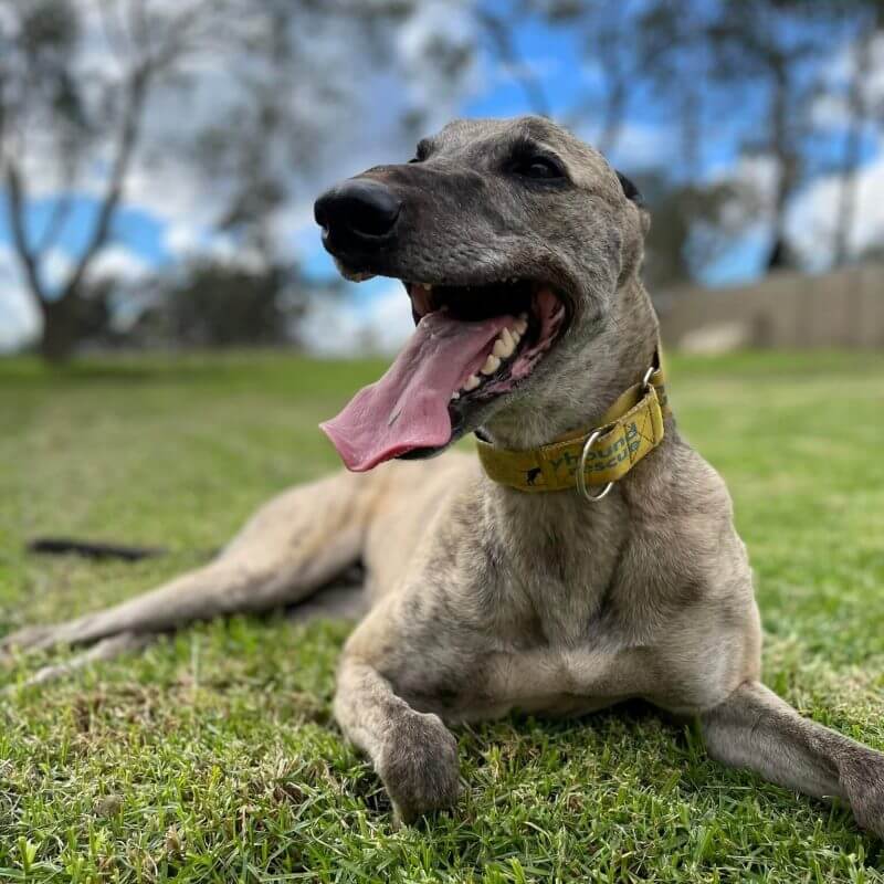 Health Issues in Greyhounds Lung Issues My Pet Greyhound