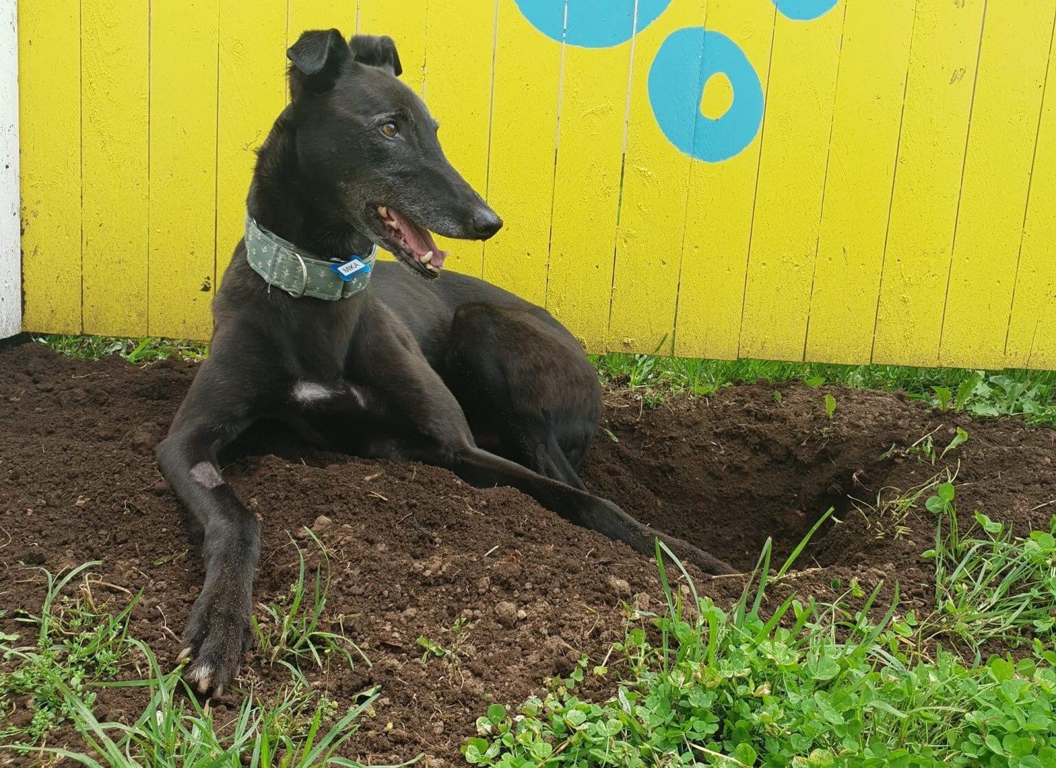 Why is my Greyhound Digging? My Pet Greyhound