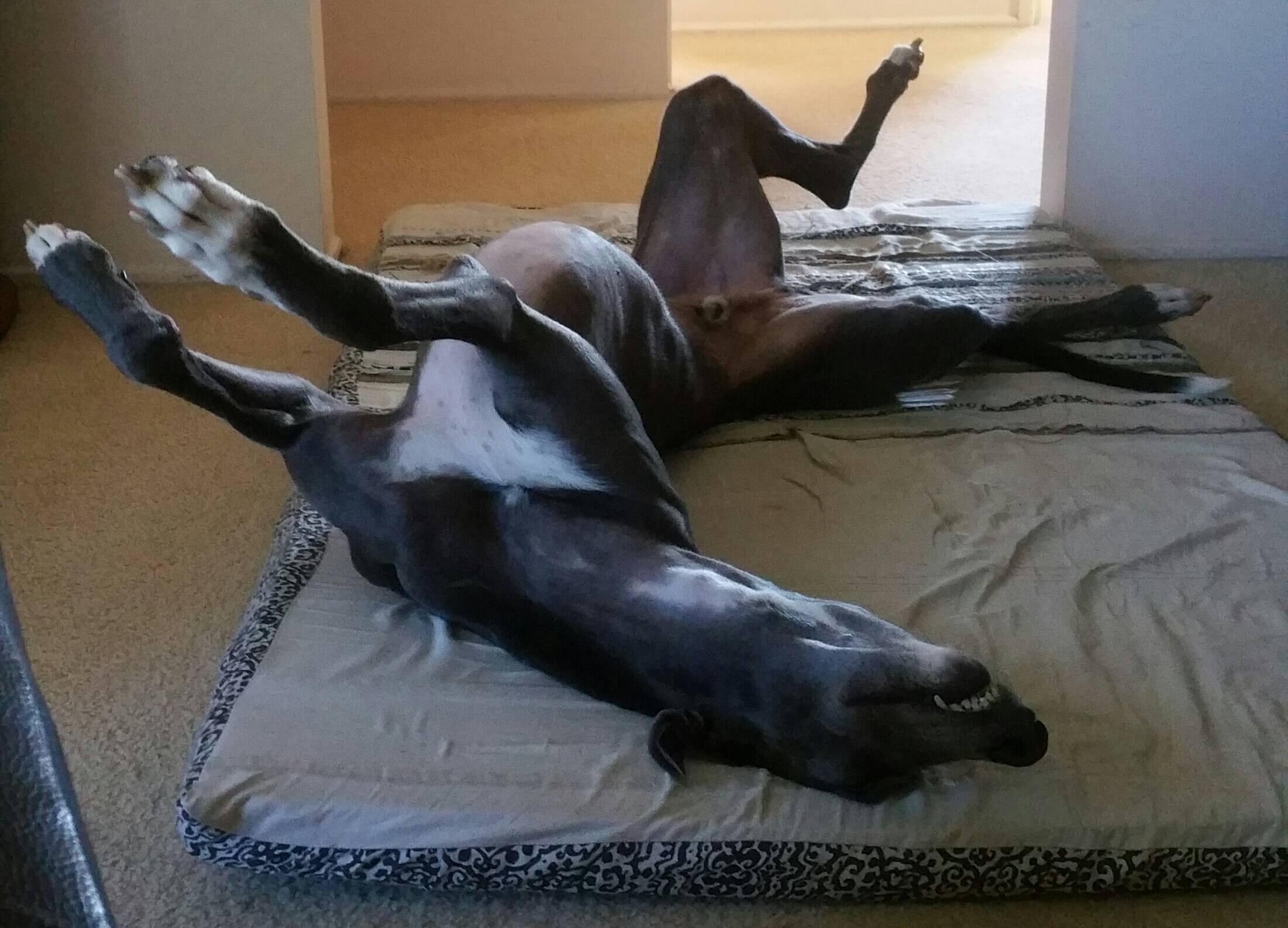 Why Do Greyhounds Roach