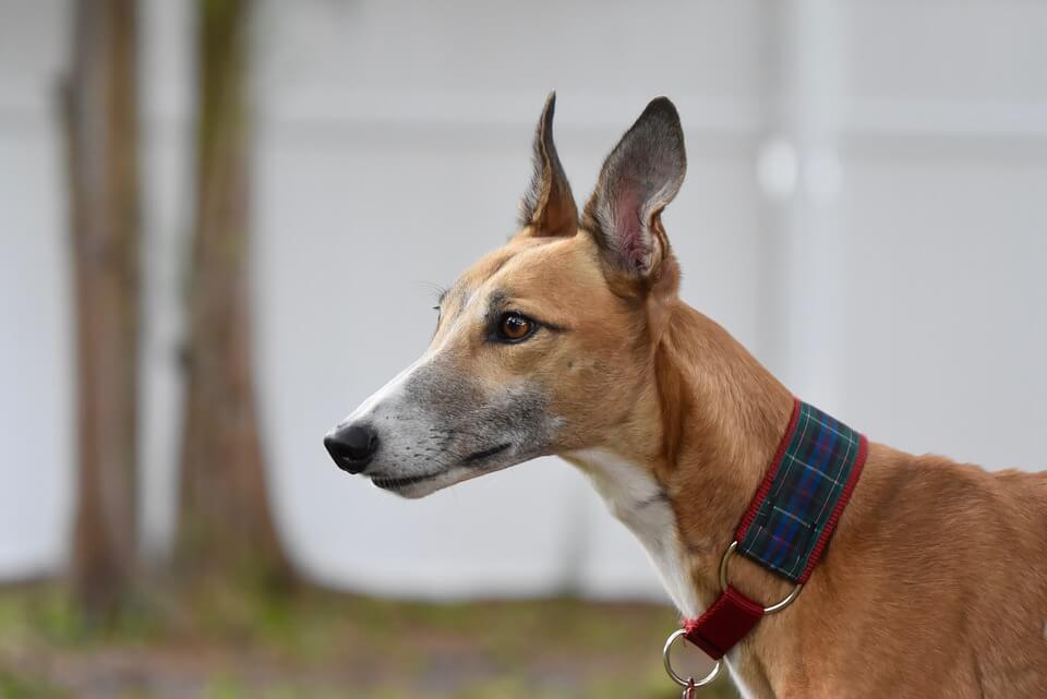 Separation Anxiety in Greyhounds