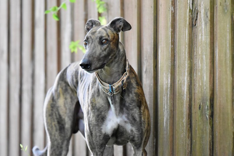 Why Greyhounds Whine, Bark, and Cry