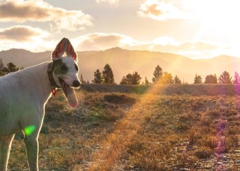 Adopt a Greyhound Adopt a Greyhound