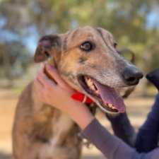 Cleaning a Greyhounds Teeth Cleaning a Greyhounds Teeth