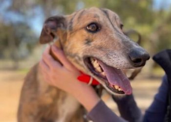 Cleaning a Greyhounds Teeth Cleaning a Greyhounds Teeth