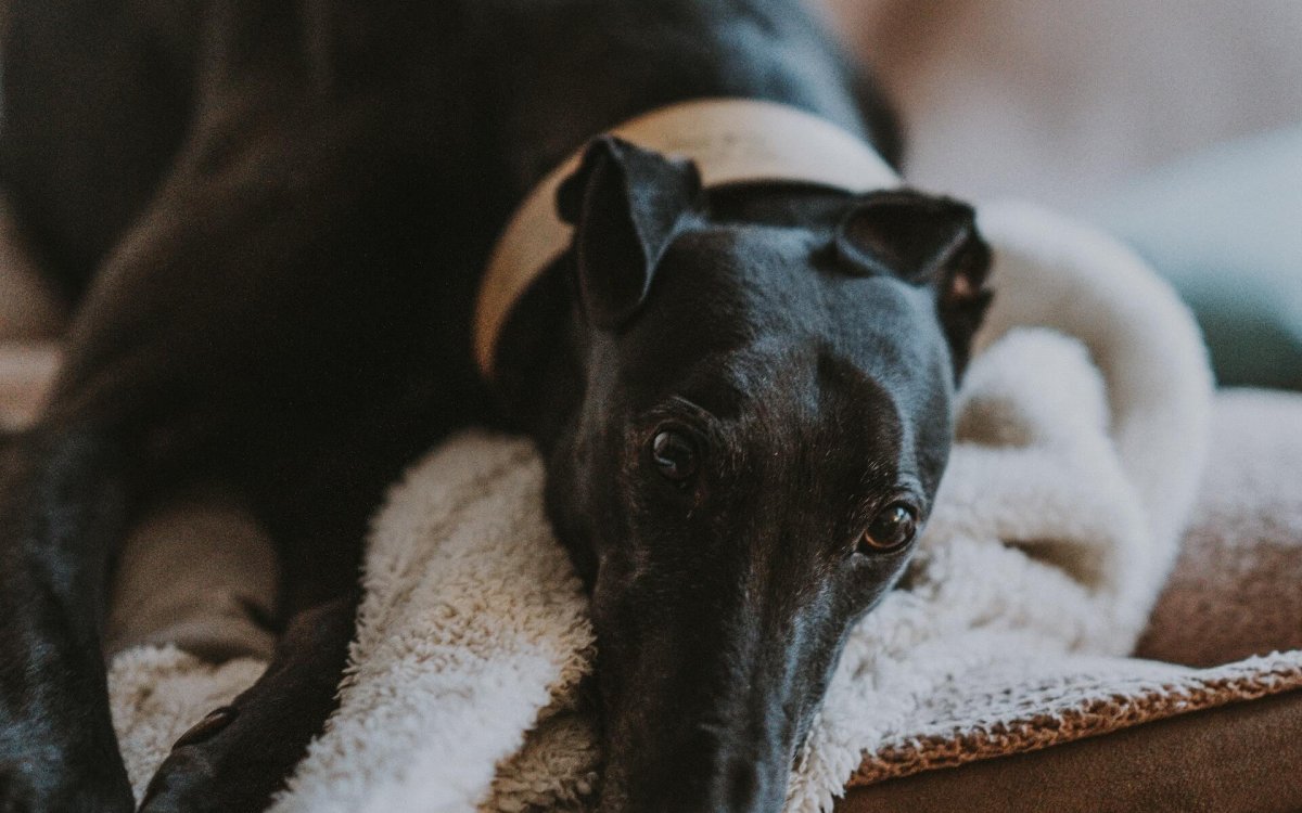 Essential Items for Greyhounds Essential Items for Greyhounds