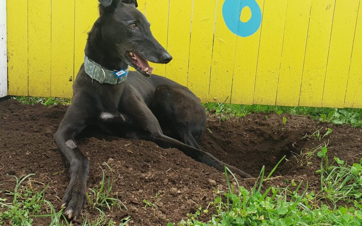 Greyhound Digging