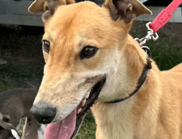 Greyhound Leads Greyhound Leads