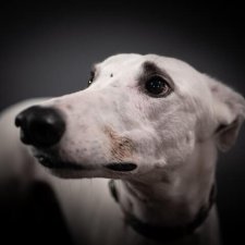 Greyhound Toilet Training Greyhound Toilet Training