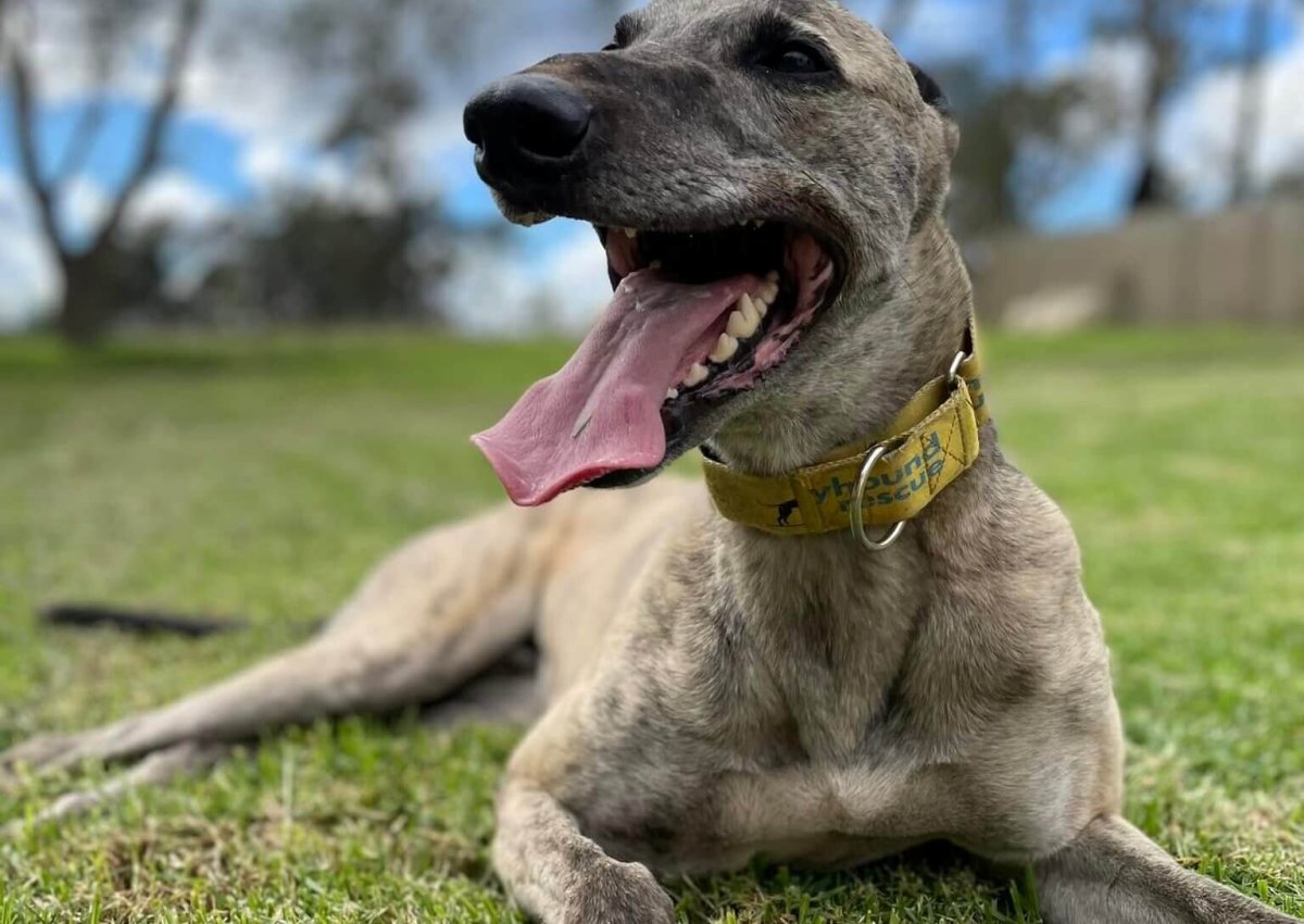 Lung Issues in Greyhounds Lung Issues in Greyhounds