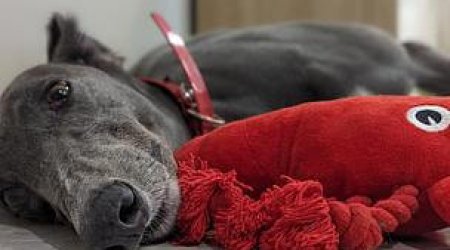 Why do Greyhounds Make Great Blood Donors? Why do Greyhounds Make Great Blood Donors?